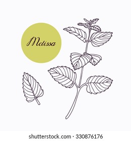 Hand drawn melissa branch with leaves isolated on white. Hand drawn spicy herbs. Doodle cooking ingredient for design. Hand drawn seasoning. Vector illustration