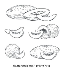 Hand drawn  melon on white background. Vector sketch  illustration.
