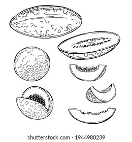 Hand drawn  melon. Vector sketch  illustration.