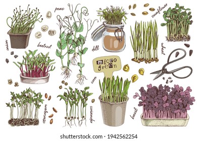 Hand drawn micro green elements set