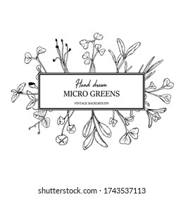 Hand drawn micro greens botany square frame. Healthy vegetarian and vegan food design for company logo, print, packages. Vector illustration in sketch style