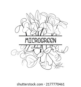 Hand drawn micro greens botany square frame. Healthy vegetarian and vegan food design for company logo, print, packages. Vector illustration in sketch style