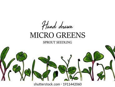 Hand drawn micro greens horizontal design. Healthy vegetarian and vegan food design. Vector illustration in colored sketch style