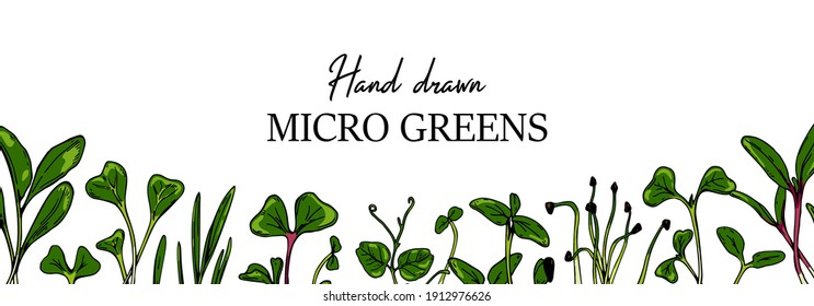 Hand drawn micro greens horizontal banner. Healthy vegetarian and vegan food design for company logo, print, packages. Vector illustration