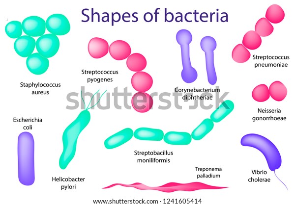 Hand Drawn Microbiology Set Arrangements Bacterial Stock Vector ...