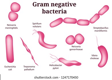 Hand drawn microbiology set. Gram negative bacteria. Isolated on white