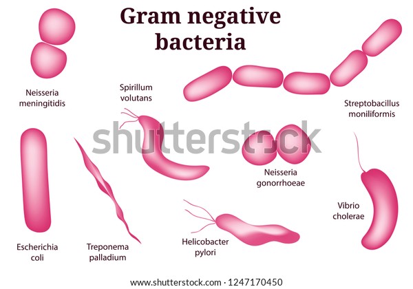 Hand Drawn Microbiology Set Gram Negative Stock Vector (Royalty Free ...