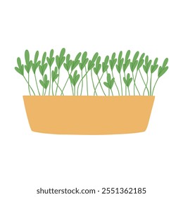 Microverdes desenhados à mão em vasos. Ilustração vetorial em estilo plano isolada em fundo branco. Micro verde. Beterraba, alface, repolho, azedas, cebola, rabanete, rúcula, ervilhas. Cultivar superalimentos em casa.