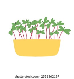 Microverdes desenhados à mão em vasos. Ilustração vetorial em estilo plano isolada em fundo branco. Micro verde. Beterraba, alface, repolho, azedas, cebola, rabanete, rúcula, ervilhas. Cultivar superalimentos em casa.