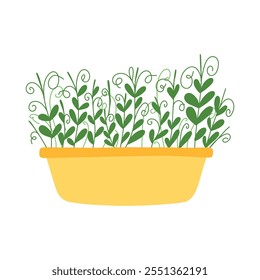 Microverdes desenhados à mão em vasos. Ilustração vetorial em estilo plano isolada em fundo branco. Micro verde. Beterraba, alface, repolho, azedas, cebola, rabanete, rúcula, ervilhas. Cultivar superalimentos em casa.