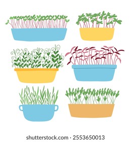 Hand drawn microgreens in pots. Vector illustration in flat style isolated on white background. Micro green. Beets, lettuce, cabbage, sorrel, onion, radish, arugula, peas. Growing superfood at home.