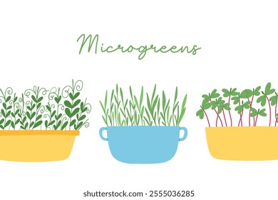 Hand drawn microgreens in pots. Vector illustration in flat style isolated on white background. Micro green. Beets, lettuce, cabbage, sorrel, onion, radish, arugula, peas. Growing superfood at home.