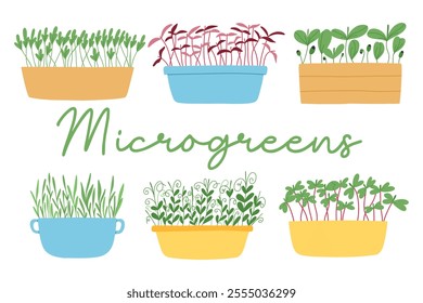 Hand drawn microgreens in pots. Vector illustration in flat style isolated on white background. Micro green. Beets, lettuce, cabbage, sorrel, onion, radish, arugula, peas. Growing superfood at home.