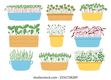 Hand drawn microgreens in pots. Vector illustration in flat style isolated on white background. Micro green. Beets, lettuce, cabbage, sorrel, onion, radish, arugula, peas. Growing superfood at home.