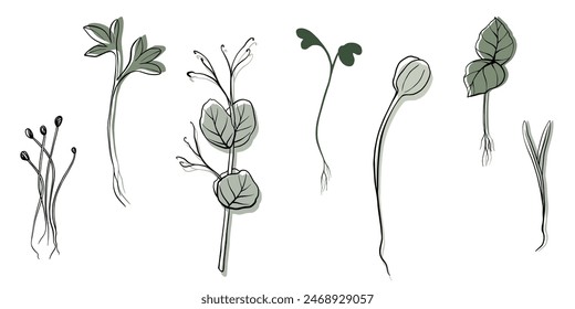 Ilustración vectorial de microgreens dibujada a mano. Brotes de contorno de berros, espinacas, mostaza y guisantes, rábano, cebolla, girasol, albahaca. Set para menú, logotipo, microelementos, estilo de vida saludable.