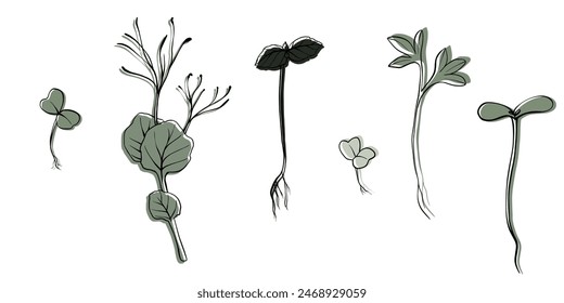 hand drawn microgreens vector illustration. Contour sprouts of watercress, spinach, mustard cress and peas, radish, onion, sunflower, basil plant. Set for menu, logo, microelements, healthy lifestyle.