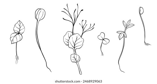 Ilustración vectorial de microgreens dibujada a mano. Brotes de contorno de berros, espinacas, mostaza y guisantes, rábano, cebolla, girasol, albahaca. Set para menú, logotipo, microelementos, estilo de vida saludable.