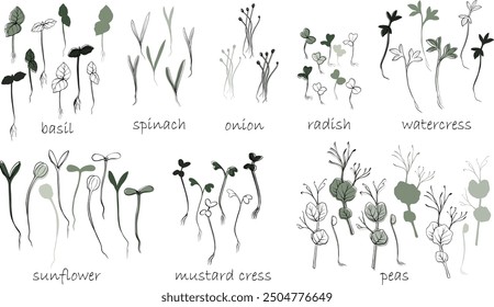 handgezeichnete Microgreens, Vektorgrafik. Kontursprossen von Wasserkresse, Spinat, Senfkresse und Erbsen, Rettich, Zwiebel, Sonnenblume, Basilikumpflanze. Set für Menü, Logo, Mikroelemente, gesunden Lebensstil.