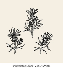 Hand drawn milk thistle illustration