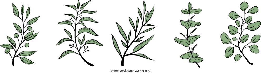Elementos de diseño de dibujo botánico mínimo dibujados a mano sobre fondo blanco, elementos de invitación de boda