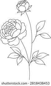 Hand drawn minimal line art of Peony bloom with open bud and some leaves