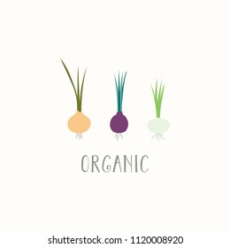 Hand drawn minimal vector illustration of different onions, with lettering quote Organic. Isolated objects on white background. Flat style design. Concept for gardening, autumn harvest.