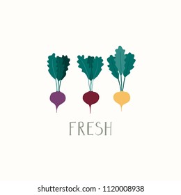Hand drawn minimal vector illustration of different beetroots, with lettering quote Fresh. Isolated objects on white background. Flat style design. Concept for gardening, autumn harvest.