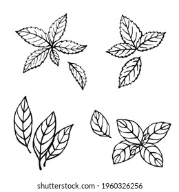 Hand drawn mint, bay leaves, green basil, red basil. Design elements isolated on white. Cooking icons. Vector illustration
