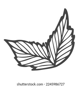 Hand drawn mint branch with leaves isolated on white. Hand drawn spicy herbs. Doodle cooking ingredient for design. Hand drawn seasoning. Vector illustration