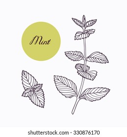 Hand drawn mint branch with leaves isolated on white. Hand drawn spicy herbs. Doodle cooking ingredient for design. Hand drawn seasoning. Vector illustration