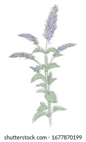 Mano dibujó tinta de hierba de Mint. Ilustración vectorial, Menthol deja aislado sobre fondo blanco. Hierba de hoja.