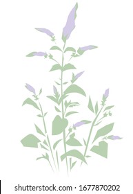 Hand drawn Mint grass ink. Vector illustration, Menthol leaves isolated on white background. Leaf herbal.
