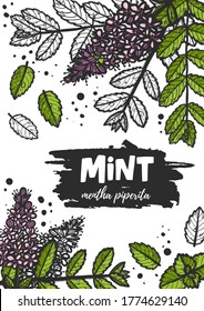 Hand drawn mint grunge style ink lettering poster. Pepperint wreath banner engraved drawing of menthol leaves. Grunge stylized ink menthol herbal banner. Aromatherapy, folk and alternative medicine