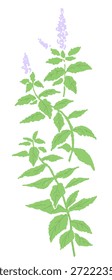 例: Handgezeichnete Minze Kraut Illustration mit Wasserfarbe