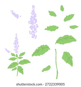 Handgezeichnete Minze Kraut Illustration mit Wasserfarbe