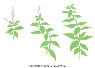 Hand drawn mint herb illustration with water color