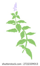 Handgezeichnete Minze Kraut Illustration mit Wasserfarbe