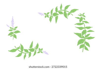 Handgezeichnete Minze Kraut Illustration mit Wasserfarbe
