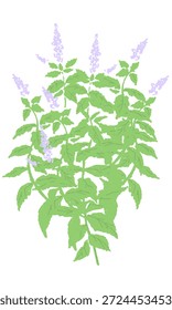 Handgezeichnete Minze Kraut Illustration mit Wasserfarbe