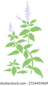 Handgezeichnete Minze Kraut Illustration mit Wasserfarbe