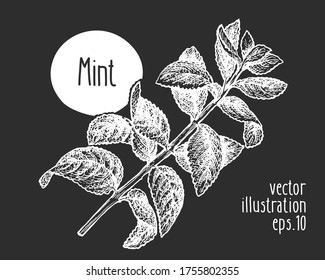 Hand drawn mint illustration. Vector herb sketch on chalk board.