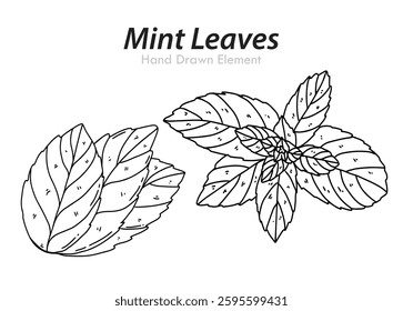 Hand drawn mint leaf with black outline, vector, editable, coloring, simple, food.