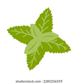 Hand drawn mint leaf. Vector illustration of fresh spices, natural product, ingredient for healthy food and drink.