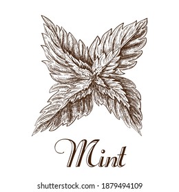 handgezeichnete Minzblätter einzeln auf weißem Hintergrund. Farbskizze des Minzzweigs. Vektorgrafik von Speerminte und Blättern im Vintage-Stil. Kräutergraben, Melisse, Pfefferminze, Saisonsymbol