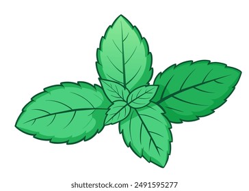 Hand drawn mint leaves isolated on white. Cartoon style vector illustration.