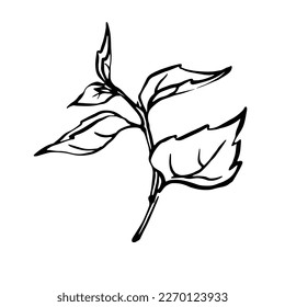 Hand drawn mint plant black and white outline illustration, pepermint monochrome vector drawing.