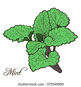 hand drawn mint plant with leaves, sketch  vector illustration