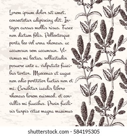 Hand drawn mint plant with leaves background. medicinal, cosmetic plants vintage ink sketch style. Healing herbal vector illustration for labels.