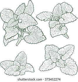 Hand Drawn Mint Plants Leaves Sketch Stock Vector (Royalty Free) 373452274