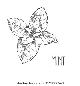 Hand drawn mint spice vector drawing. Dried and fresh aroma leaves. Herbal peppermint ingredient, cooking flavor. Condiment engraved melissa illustration. Template label, packing design image